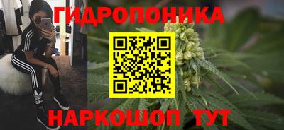 крисы Канаш